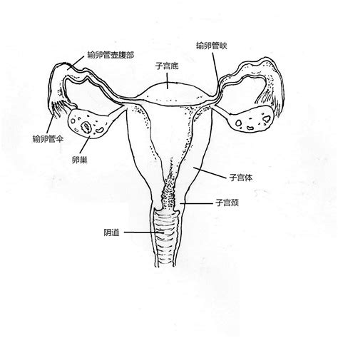 女人形|女性生殖系統